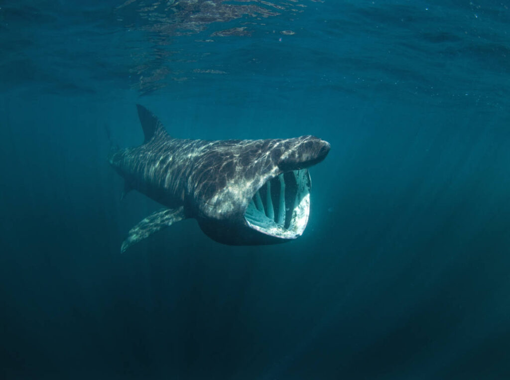 Basking Sharks