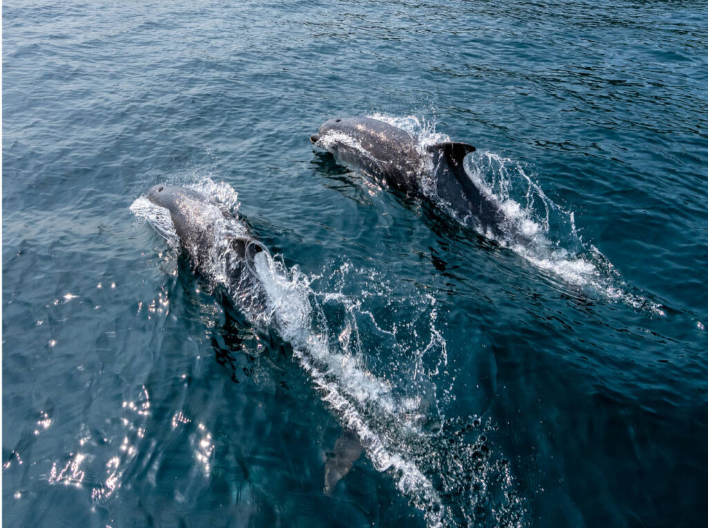 Dolphins