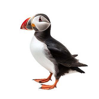 Puffin