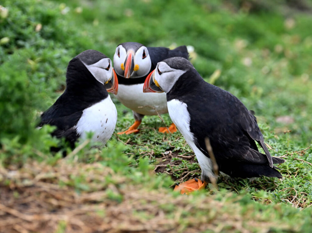 Sea Birds