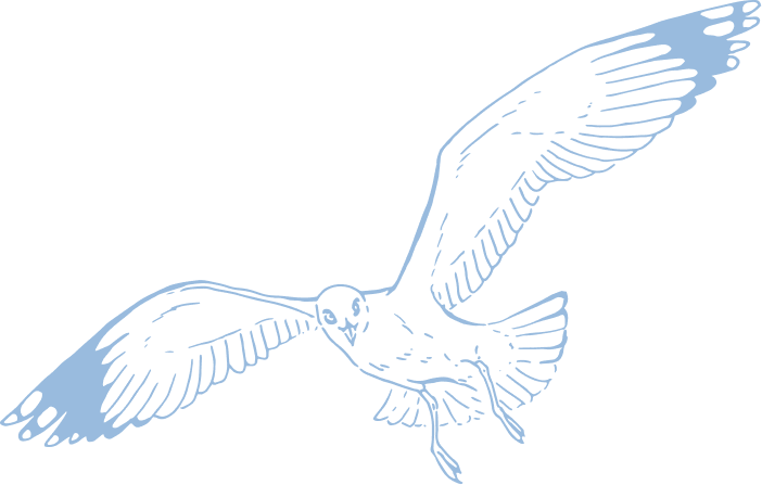 Seagull Graphic