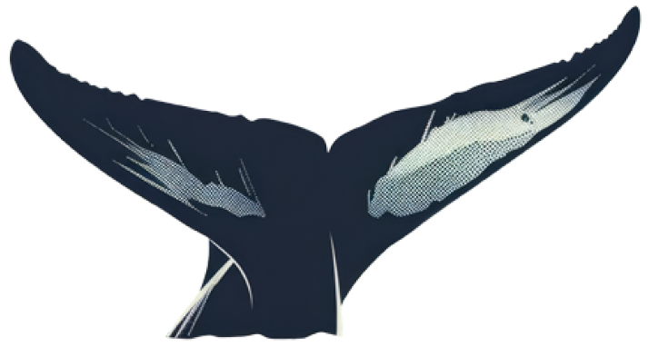 Tail of shark
