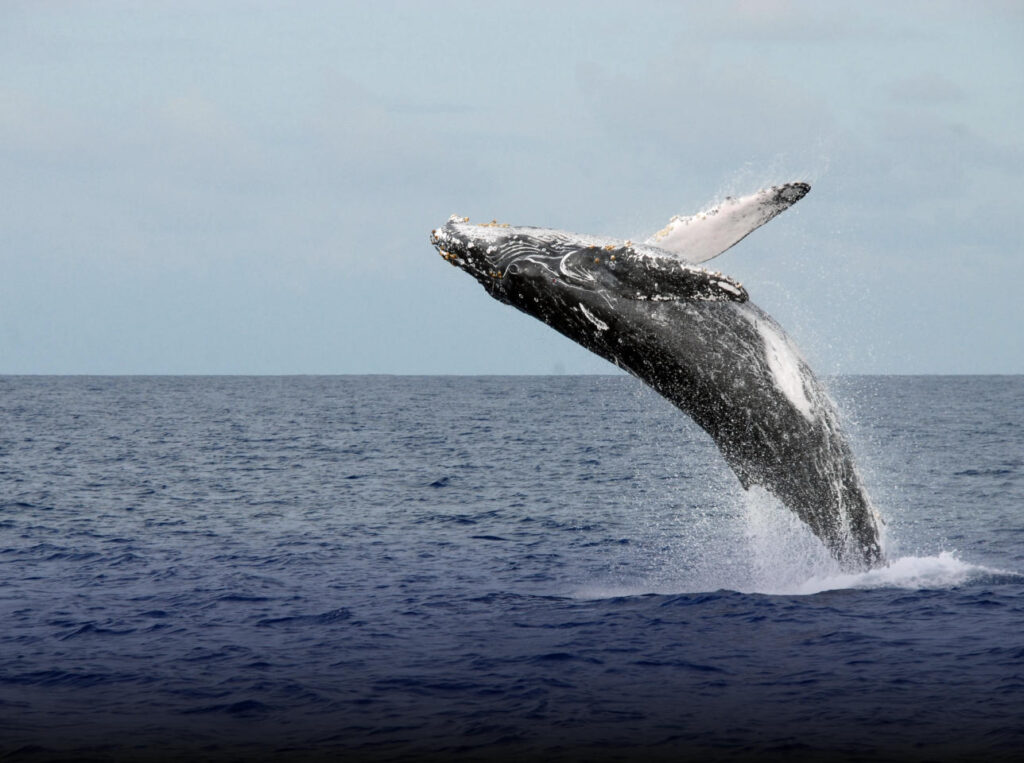 Whale Watcvhing Tours Skellig Rock Co Kerry Best Rated