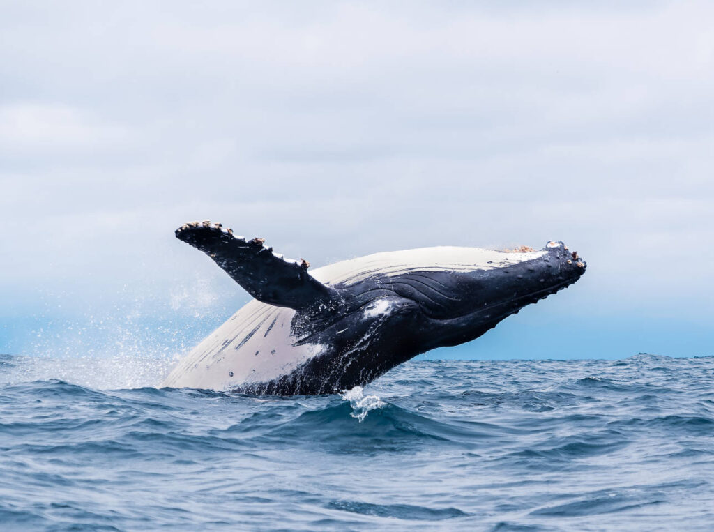 Whales