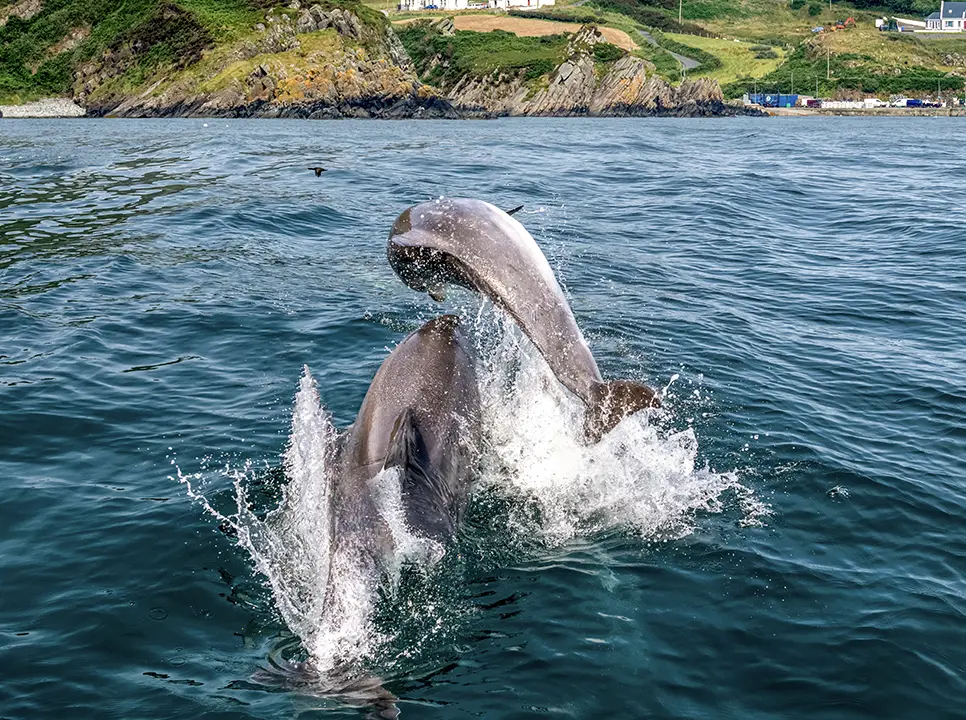 SCA dolphins jumping