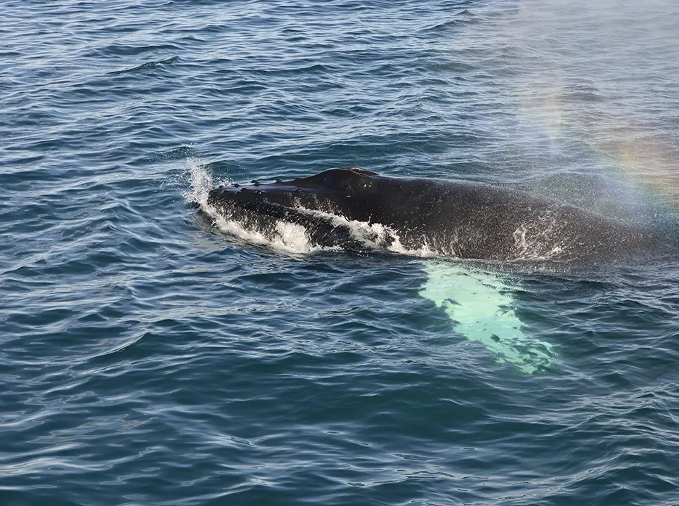 SCA whale breaching the water