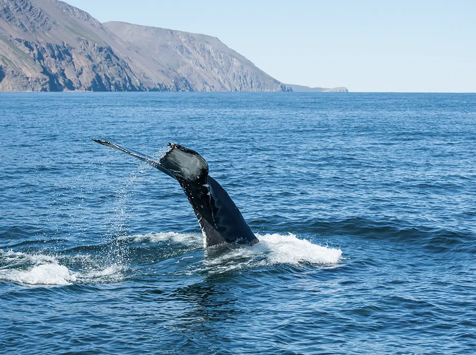 Whale tail breaching