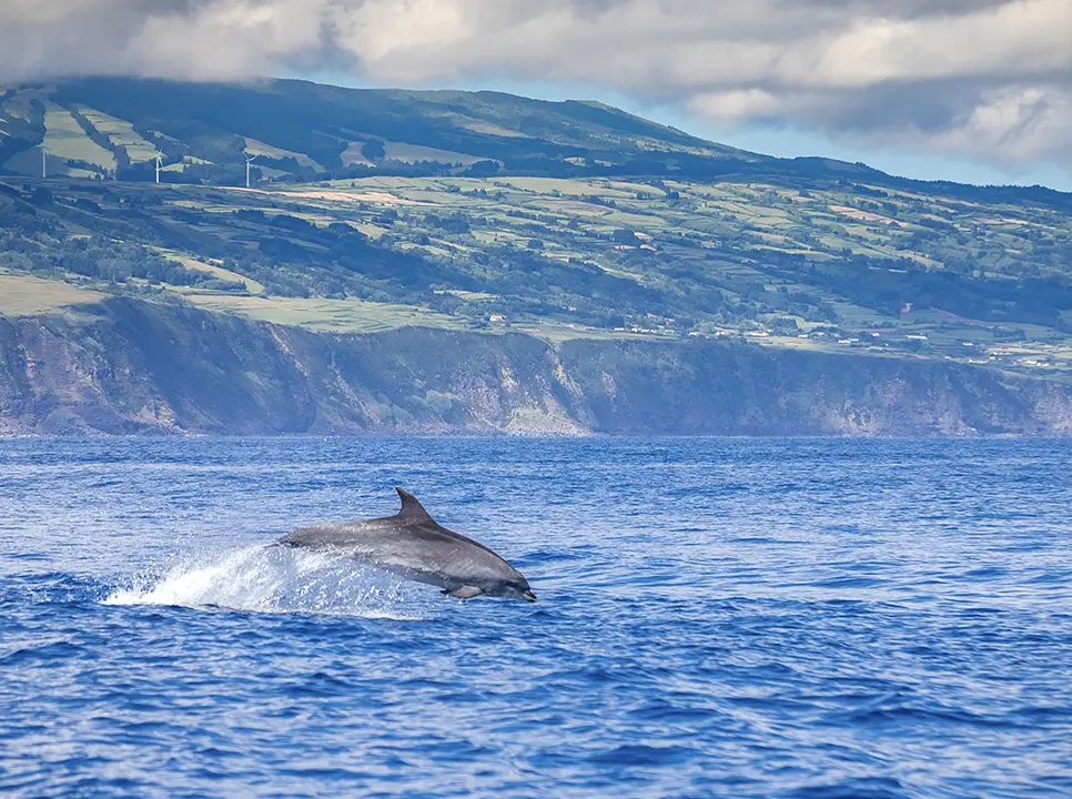 dolphin jumping out of the sea